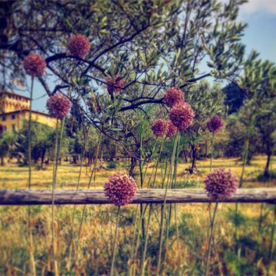 giardino-botanico-fattoria-di-maiano
