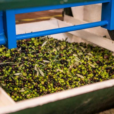 Raccolta Olive 2 - Frantoio