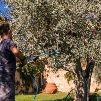 Raccolta Olive 4 - Frantoio