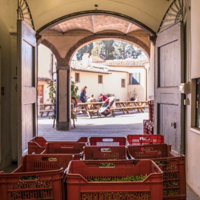 Raccolta Olive - Frantoio