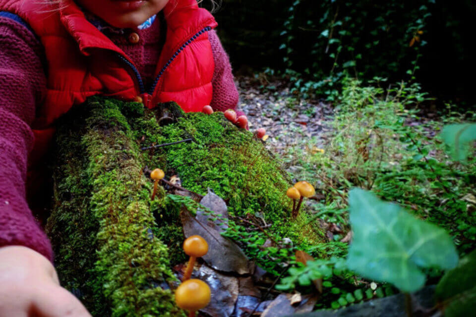 Homepage 19 caccia al tesoro botanico