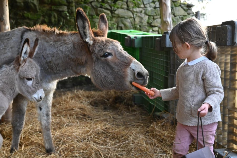 attivita in fattoria_attivita con gli animali